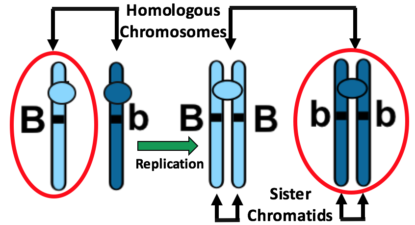 Parts of chromosomes