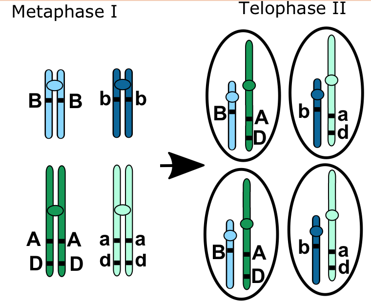 Meiosis separates homologues