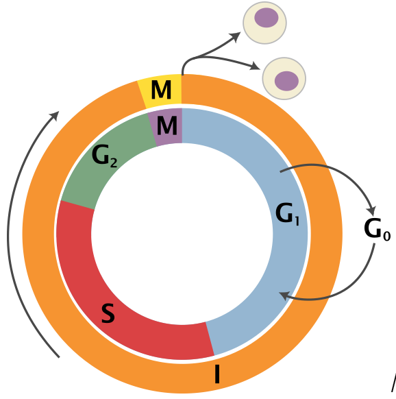 Cell Cycle