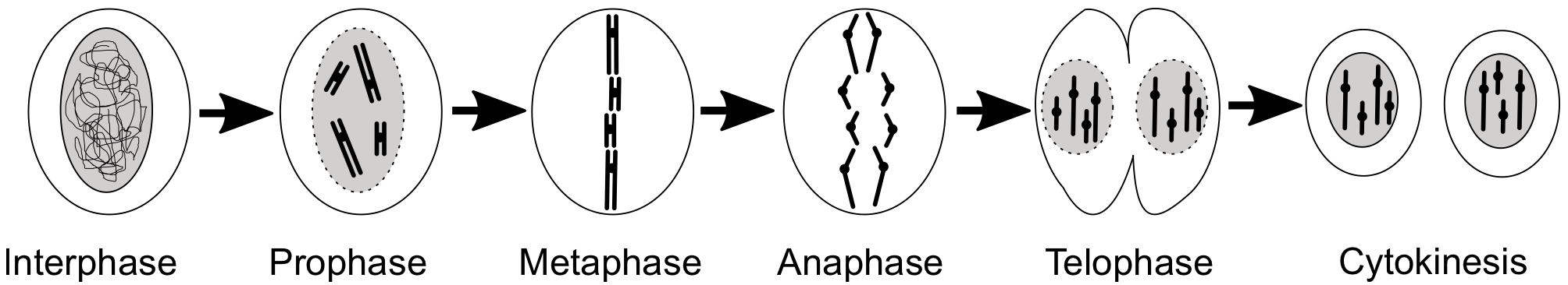 Steps in mitosis