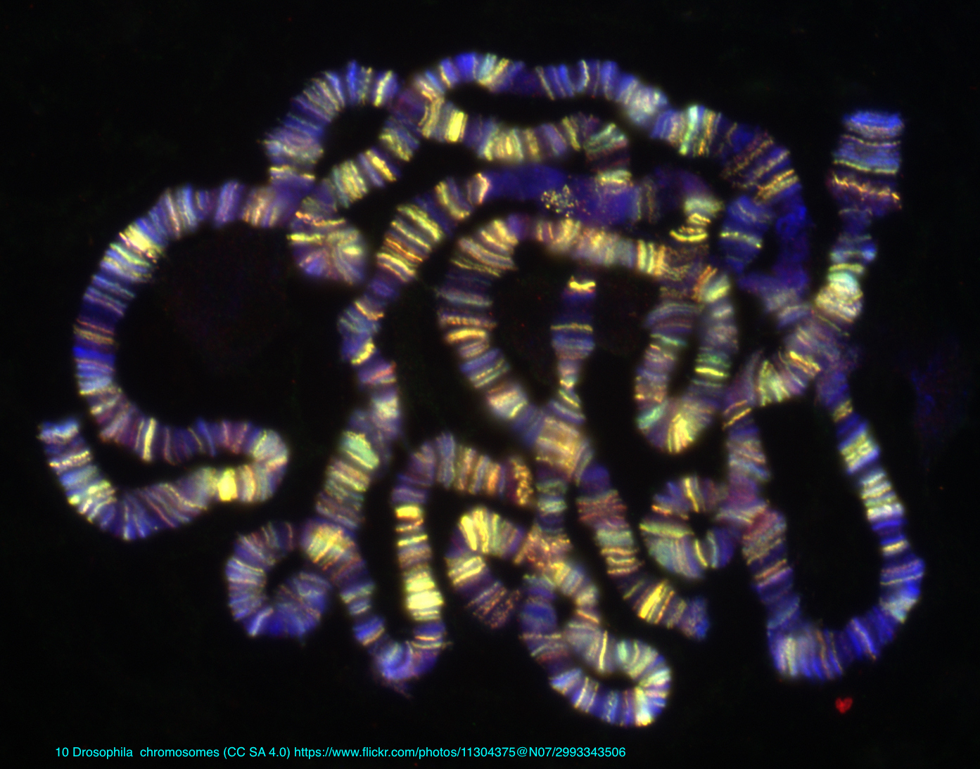 Drosophila Chromosomes (CC by SA4.0)