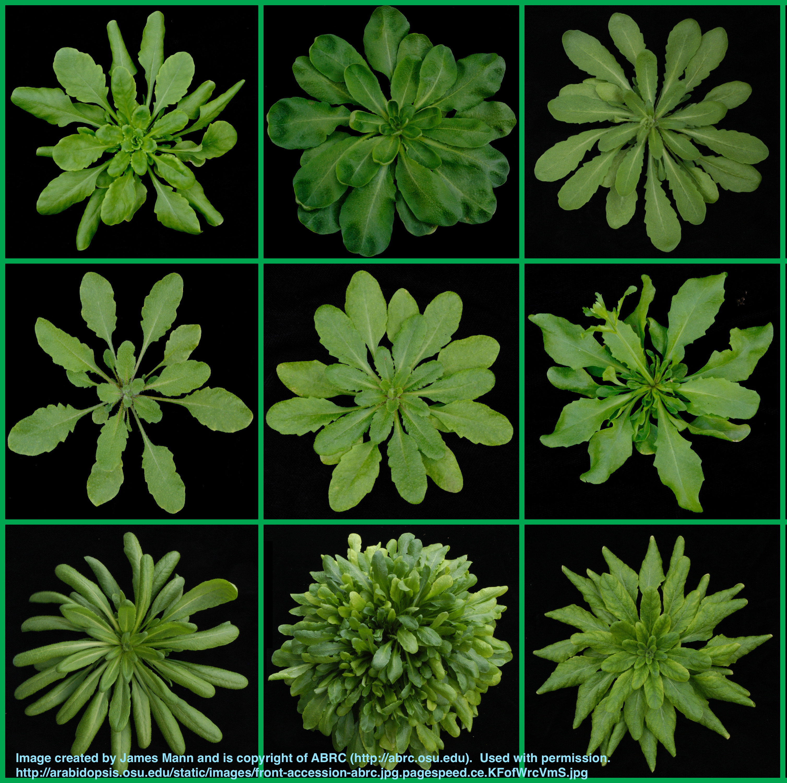 OSU ABRC image from http://arabidopsis.osu.edu/static/images/front-accession-abrc.jpg.pagespeed.ce.KFofWrcVmS.jpg (CC by SA3.0)