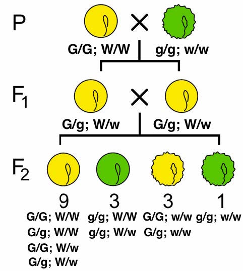 dihybrid yellow/green; round/wrinkled