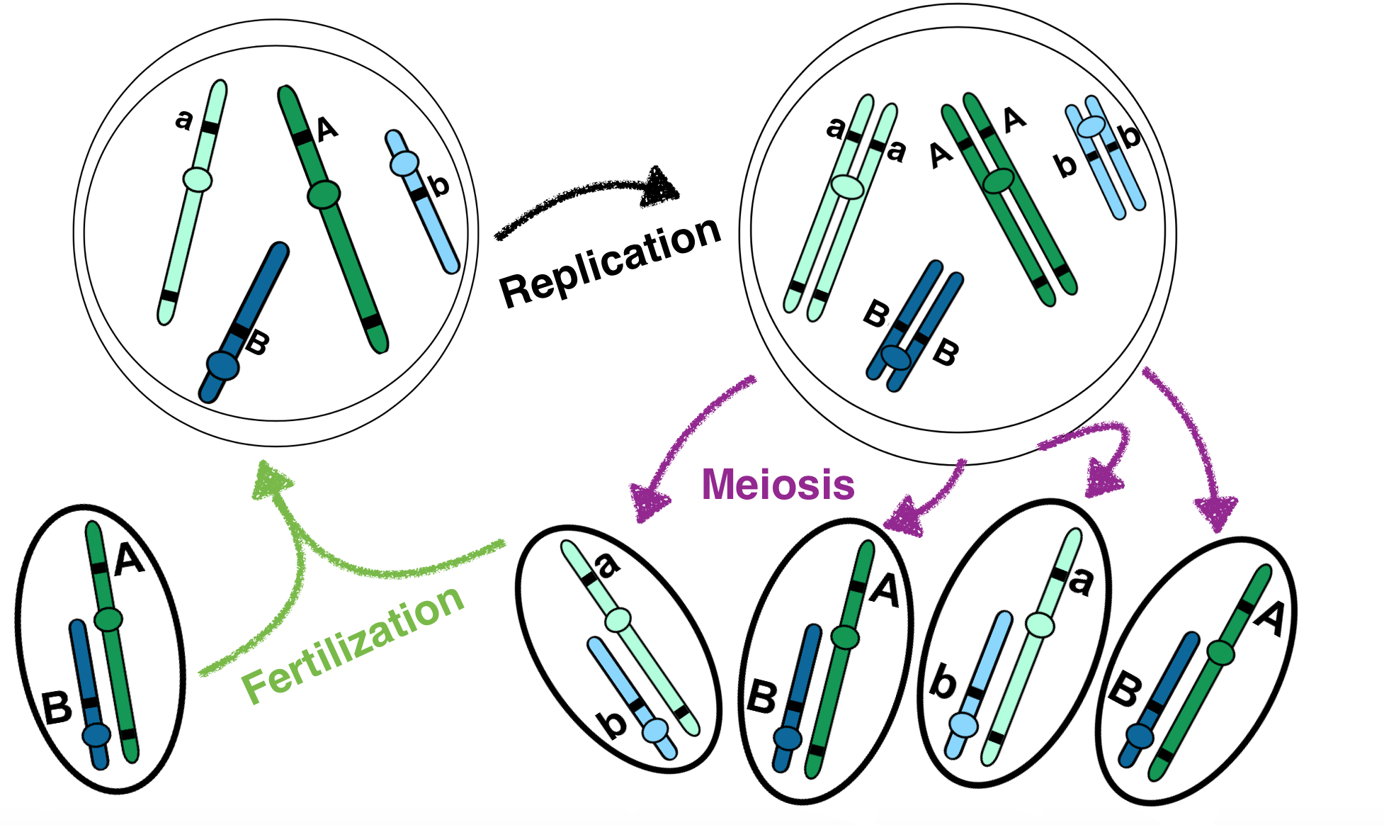 homologous chromosomes