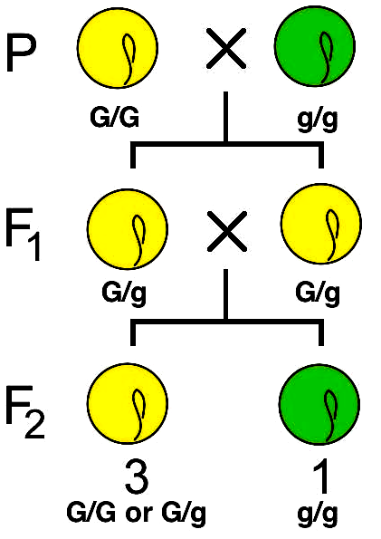 monohybrid yellow/green