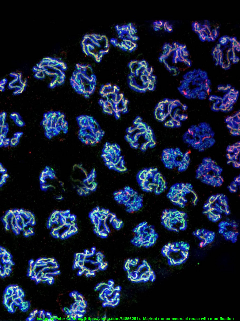 Flickr Image - modified gel (CC by SA4.0)